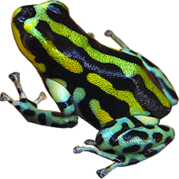 Green Sira Dart Frog
